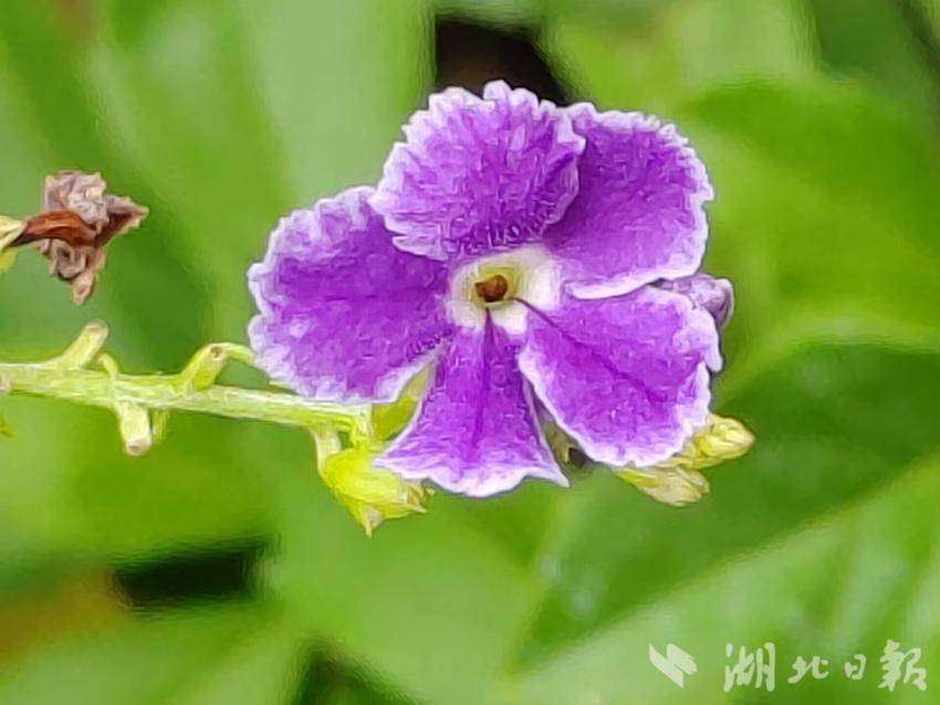 菠菜 金沙